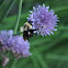 Bumble Bee