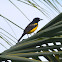 Yellow Oriole