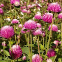 Globe Amaranth