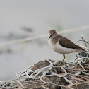 Common Sandpiper
