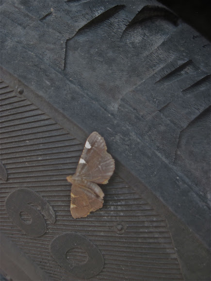 Spotting Image 1