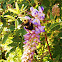 Bumble Bee