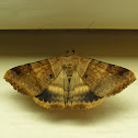 Noctuid moth