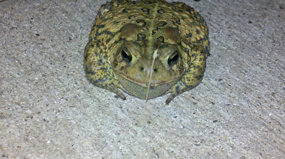 Spotting Image 1