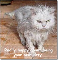 cat_rain copy