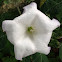 Datura        Downy Thorn Apple