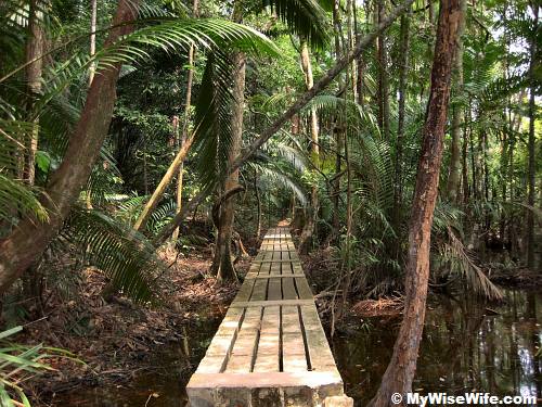 Path into the Jungle Path into the Jungle