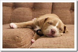 asleep pup