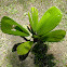 Vanuatu fan palm