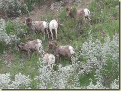 2008 06 06_Elks, Big Horn Sheeps und Müesli_0012