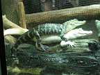 DubuqueVaca08 137.JPG