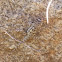 South Indian Rock Agama