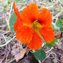 Garden Nasturtium