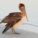 Brown Pelican
