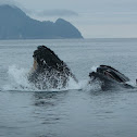 Humpback Whale