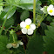 Wild Strawberry