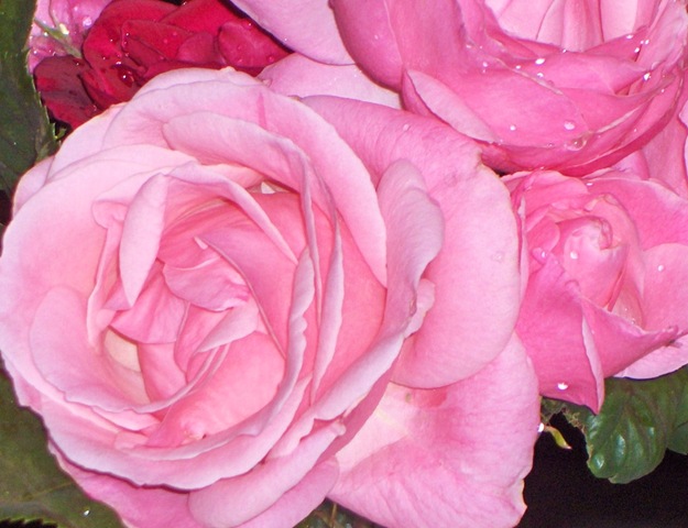 [roses 006[2].jpg]