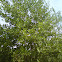 Black Alder