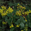Oregon Grape