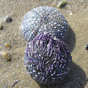Purple sea urchin