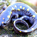 Spotted Salamander