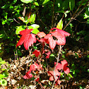Red Maple