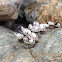 Gooseneck Barnacle