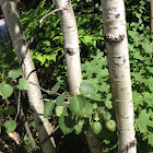 Eastern cottonwood
