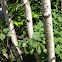 Eastern cottonwood