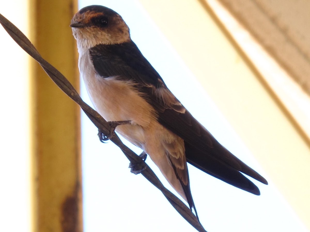 Tree Martin