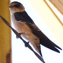 Tree Martin