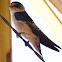 Tree Martin