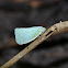 northern flatid planthopper