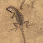Western Fence Lizard