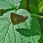 Northern Broken-dash Butterfly