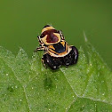 Wasp Mimic Jumping Spider