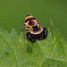 Wasp Mimic Jumping Spider