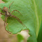 Crab Spider