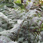 Lady Fern