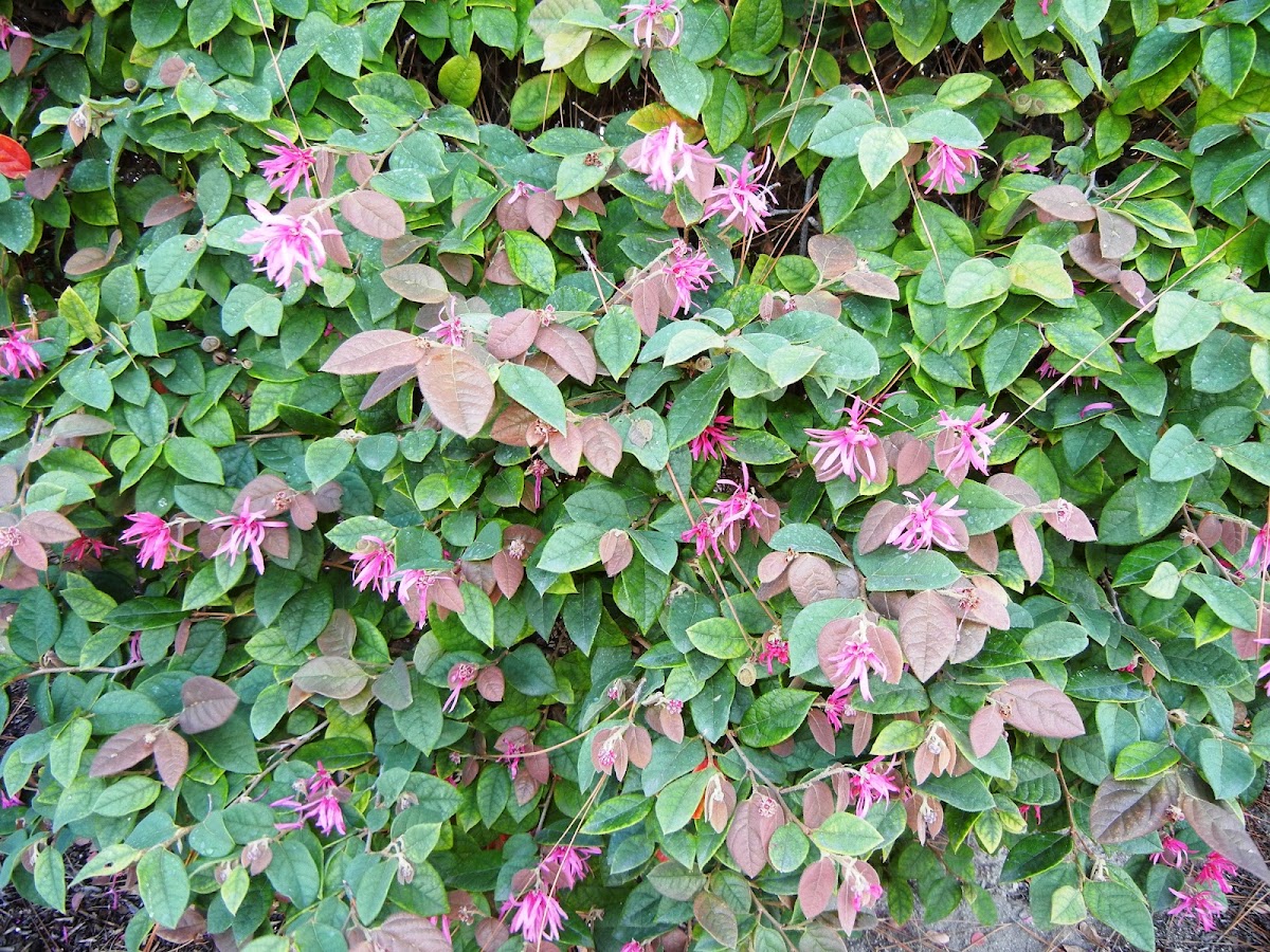 Chinese Fringe Flower