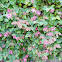 Chinese Fringe Flower
