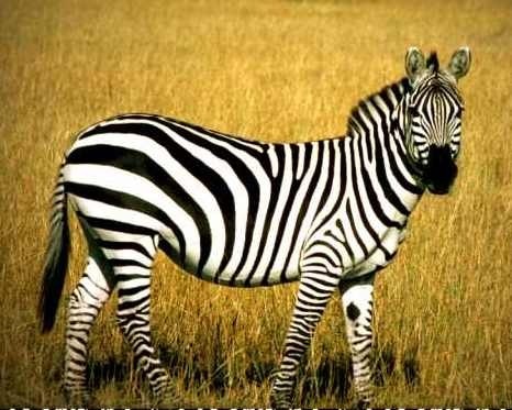 [grantszebra[2].jpg]