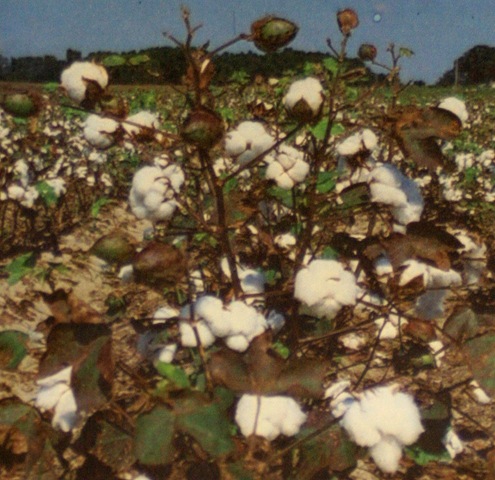 [cotton pickin'[5].jpg]