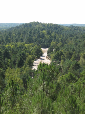 forêt de fontainebleau claudinette