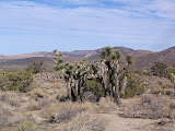 Joshua Tree: Keys View