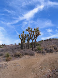 Joshua Tree: Trial to Lost Horse Mine
