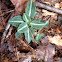 downy rattlesnake plantain
