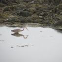 Great blue heron