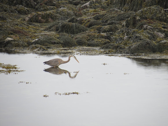 Spotting Image 1
