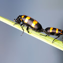blister beetle
